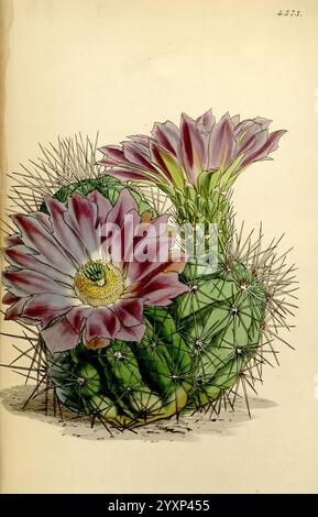 Curtis's Botanical Magazine, London, New York, botanische Illustration, Botanik, Zeitschriften, Bildwerke, Zierpflanzen, Curtis, Kakteen, Cactaceae, Pflanze, Eine eindrucksvolle Darstellung einer Kaktuspflanze, die ihre leuchtenden violetten Blüten zeigt, die auf ihrem sphärischen, spitzen Körper blühen. Die Pflanze zeichnet sich durch ihre komplizierte Anordnung scharfer Stacheln aus, die sich im Kontrast zu den zarten Blütenblättern der Blüten befinden. Die Komposition unterstreicht die Gegenüberstellung von Widerstandsfähigkeit und Schönheit in der Natur, betont die einzigartige Struktur des Kaktusses und zeigt die lebendigen Farben seiner Blüten. Der Backg Stockfoto