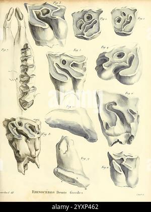 Recherches sur les ossemens fossiles de quadrupèdes, Paris, Deterville, 1812, Frankreich, Geologie, Säugetiere, Fossilien, Paläontologie, Region Paris, Wirbeltiere, Fossil, Mammal, diese Abbildung zeigt verschiedene fossile Zahnstrukturen eines Nashörns. Die beschrifteten Abbildungen zeigen verschiedene Zahnformen und anatomische Merkmale und zeigen die komplizierten Details der einzelnen Proben. Die einzigartige Morphologie jedes Zahnes wird hervorgehoben, was die Vielfalt im Nashorn-Gebiss veranschaulicht. Die Zeichnung dient als wissenschaftliche Referenz und trägt zum Verständnis der evolutionären Anpassungen dieser Stockfoto