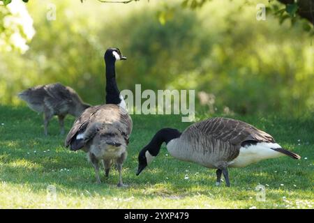 Drei Gänse stehen auf einem grasbewachsenen Feld. Einer der Gänse isst Gras Stockfoto