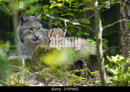 Eine kleine Katze liegt auf einem Baumstamm im Wald. Die Katze schaut in die Kamera Stockfoto