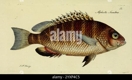 M. E. Blochii Systema Ichthyologiae Iconibus CX Illustratum v.2 Berolini, Sumtibus Aucturis Impressum et Bibliopolio Sanderiano Commissum, 1801 Fische Ichthyologie Fische Snapper Rotschnapper Lutjanus Argentimaculatus Johann Friedrich Hennig Mangroven Rotschnapper Alphestes Sambra, Eine detaillierte Darstellung einer Fischart, die ihre Besonderheiten mit komplizierten Details zeigt. Der Fisch hat einen stromlinienförmigen Körper, der mit einem Muster aus dunklen und hellen Streifen verziert ist und seine Schuppen unterstreicht. Markante Rückenstacheln verlaufen entlang des Rückens, was ihr markantes Aussehen noch verstärkt. Das Auge ist rund und lebendig, Suggesti Stockfoto