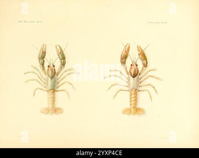 Notizen über die Krebse im United States National Museum und dem Museum of Comparative Zoölogy, Cambridge, USA, 1914. Flusskrebse, Krebstiere, Cambarus hagenianus, en Fischer, die Abbildung zeigt zwei verschiedene Arten von Krebstieren in einem detaillierten, wissenschaftlichen Stil. Das oberste Exemplar zeigt eine lebendige Farbpalette mit langen Krallen, die deutlich sichtbar dargestellt werden, und komplizierten Markierungen, die die Anatomie hervorheben. Unten wird ein zweites Exemplar mit einer anderen Färbung gerendert, die eine ähnliche Struktur aufweist, aber unterschiedliche Muster und Texturen aufweist. Beide Kreaturen stehen gegen ein s Stockfoto