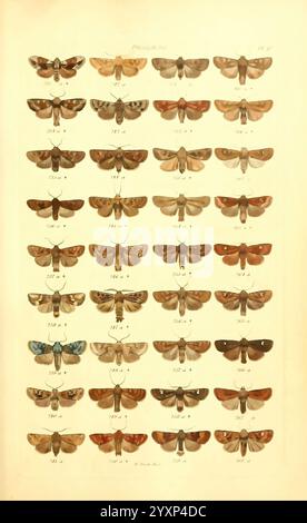 Index, entomologicus, London, William Wood, 1839, Schmetterlinge, Klassifizierung, Großbritannien, Identifizierung, schmetterlinge, Bildwerke, Eine umfassende Sammlung verschiedener Mottenarten, die im Raster dargestellt werden. Jedes Exemplar ist sorgfältig angeordnet und zeigt die komplizierten Muster, Formen und Farben ihrer Flügel. Die Falter sind nummeriert, was eine systematische Klassifizierung anzeigt, die eine einfache Identifizierung und Referenz ermöglicht. Diese Illustration zeigt die Vielfalt innerhalb der Ordnung Lepidoptera, insbesondere im Hinblick auf bestimmte Details wie Flügelstruktur und -Färbung, Provi Stockfoto