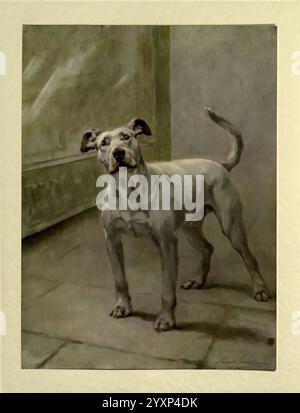 Die Macht des Hundes, London, Hodder und Stoughton, [1910 oder 1911.], Hunderassen, Hunde, Bilder, Illustrationen, Hill, Bullterrier, Taxonomie: trinomial= canis Lupus familiaris, Maude Earl, Maud Alice Earl, Frauen in der Wissenschaft, Ein stehender Hund mit magerem Aufbau und kurzem Fell blickt direkt auf den Betrachter. Seine Ohren sind hochgehoben und sein Schwanz steht in einer entspannten Position, was auf Neugier und Wachheit hindeutet. Das Hundefell ist in einer Mischung aus hellen Farbtönen gehalten, die in weiß- und Grautönen gehalten werden, während seine ausdrucksstarken Augen ein Gefühl von Intelligenz und Loyalität vermitteln. Der Hintergrund deutet auf einen gut beleuchteten Raum hin Stockfoto