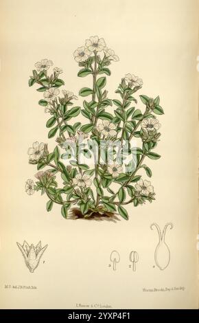 Curtis's Botanical Magazine, London, New York, botanische Illustration, Botanik, Zeitschriften, Bildwerke, Pflanzen ornamental, Curtis, die Darstellung zeigt eine blühende Pflanze, die sich durch ihre zarten Blüten und üppig grünen Laub auszeichnet. Die Pflanze hat mehrere Stiele, die aus einer zentralen Basis hervorragen, von denen jeder mit kleinen, weißen Blüten geschmückt ist, die fünf Blütenblätter aufweisen. Die Anordnung der Blätter ist abwechselnd entlang der Stiele angeordnet, wodurch ihre längliche Form mit einer spitzen Spitze hervorgehoben wird. Stockfoto