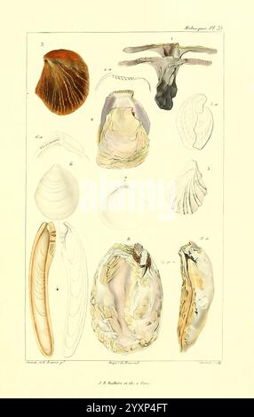 Les Mollusques, Paris, J. B. Baillière, 1868, Mollusken, Klassifizierung, Eine Sammlung detaillierter Abbildungen, die verschiedene Arten von Muscheln und Muscheln darstellen. Das Arrangement umfasst eine Vielzahl von Formen und Größen und zeigt komplizierte Muster und Texturen. Jede Probe ist nummeriert, was eine systematische Referenz darstellt. Die Vielfalt unterstreicht die einzigartigen Eigenschaften dieser Meeresorganismen, von der glatten, langgestreckten Form eines Exemplars bis hin zur geriffelten, fächerartigen Schale eines anderen. Die Kunst spiegelt einen wissenschaftlichen Ansatz für die Erforschung der Meereslebewesen wider und betont sowohl Schönheit als auch anatomische Aspekte Stockfoto