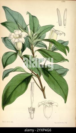 Curtis botanisches Magazin. London, New York, Botanik, Zeitschriften, Bildwerke, Blumen, Walter Hood Fitch, Gardenia globosa, Rothmannia globosa, Globe-Fruited Gardenia, Südafrika, Swasiland, Curtis, William Jackson Hooker, Natal, Südafrika, Eine botanische Illustration mit einer blühenden Pflanze mit markanten, breiten grünen Blättern. In der Mitte ist eine zarte weiße Blume mit einer leicht schalen Form und dezenten gelben Akzenten dargestellt, die ihre zahlreichen Blütenblätter zeigt. Neben der Hauptblume deutet eine kleine, geschlossene Knospe auf das Wachstumspotenzial der Pflanze hin. Unter der primären Abbildung t Stockfoto