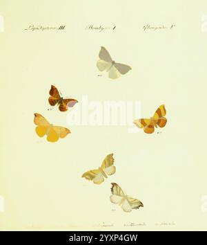 Hubner's Papilio, s.l, s.n, 1796-1841, Lepidoptera, eine Sammlung wunderschön illustrierter Schmetterlinge, die in einem organisierten Arrangement ausgestellt werden. Das Kunstwerk enthält sechs verschiedene Schmetterlingsexemplare, die jeweils mit ihren jeweiligen Identifikationsnummern gekennzeichnet sind. Die Schmetterlinge zeigen eine Reihe von Farben und Mustern, die die Vielfalt der Schmetterlinge zeigen. Unter den Abbildungen enthalten detaillierte handschriftliche Anmerkungen Informationen über die Arten, einschließlich Standort, Lebensraum und Sammlungsdaten, und fügen der Darstellung einen historischen und wissenschaftlichen Kontext hinzu. Die Gesamtpräsentation spiegelt eine dedica wider Stockfoto