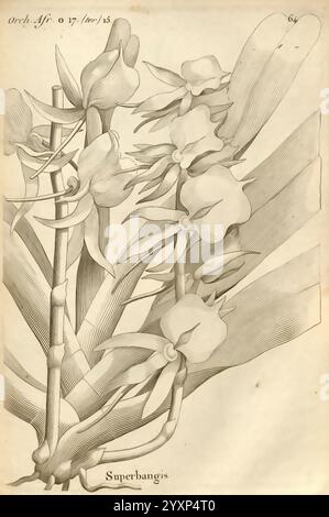 Histoire, Particulière, Des, Plantes, Orchidées, Recueillies, Sur, Les, Trois, Îles, Australes, D'Afrique, de, Frankreich, de, Bourbon, Et, De, Madagaskar, Paris, L'auteur, 1822, Orchidaceae, eine komplizierte botanische Illustration mit der Superbangis-Orchidee, die ihre charakteristischen langen Blätter und zarten Blüten zeigt. Die Komposition unterstreicht die elegante Kurve der Blütenstängel, die mit Blüten verziert sind, die komplizierte Blütenblätter aufweisen. Das Gesamtdesign fängt die natürliche Schönheit dieser Orchideenart ein und betont sowohl die Blattstruktur als auch die Anordnung der Blumen. Diese zwei Stockfoto