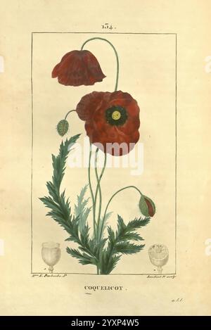 Flore médicale Paris Imprimerie de C.L.F. Panckoucke 1828-1832 1833 Botanik, medizinischer Kupferstich Frankreich grafische Medien handgefärbte Kräuter materia medica, pflanzliche Bildwerke Pflanzen, Eine lebendige Illustration der blühenden Pflanze allgemein bekannt als Mohn. Zwei große Blüten sind abgebildet, die ihre zarten Blütenblätter und auffälligen schwarzen Zentren zeigen, begleitet von einer Reihe grüner Blätter, die eine federnde Textur aufweisen. Die Komposition enthält auch Kapseln an der Basis und zusätzliche botanische Elemente, die die natürliche Schönheit der Pflanze betonen. Das Label enthält Stockfoto