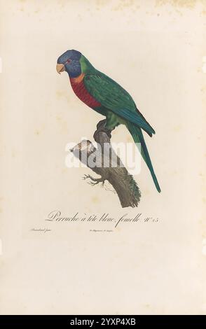 Histoire naturelle des perroquets, A Paris, chez Levrault, an IX (1801)-an XIII (1805)., Ein lebendiger grüner Papagei, der auf einem strukturierten Zweig thront und seine markanten Merkmale zeigt. Der Vogel hat einen leuchtend blauen Kopf und eine satte rote Brust, die einen schönen Kontrast zu seinem üppigen Gefieder bildet. Die komplizierten Details zeigen zarte Federn und einen starken Schnabel, während der Zweig eine natürliche Umgebung bietet, die das farbenfrohe Erscheinungsbild des Vogels unterstreicht. Unterhalb des Papageiens ist der Name „Perroche à tête bleue, fauvette“ elegant eingeschrieben, was auf seine Art hinweist. Diese Darstellung unterstreicht die Schönheit und Einzigartigkeit von Stockfoto