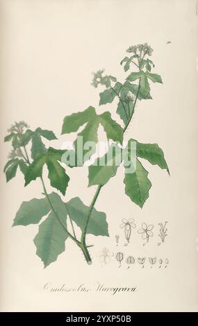 Plantarum Brasiliae icones et descriptiones hactenus ineditae. Vindobonae [Wien], Antonii Strauss, 1827-1831, Brasilien, Deutschland, handkoloriert, Botanik, Lithografie, 1827, Grafikmedien, eine Illustration der Pflanzenart Cnidocystus warrygini mit detaillierten Blättern mit zerklüfteten Kanten und einer Gruppe kleiner Blüten oben. Unterhalb der Hauptpflanzendarstellung befinden sich zarte Skizzen von Blumenstrukturen und weitere botanische Details. Das Laub ist üppig und lebendig und unterstreicht die besonderen Eigenschaften der Pflanze, während der wissenschaftliche Name elegant unter der Illus zu sehen ist Stockfoto