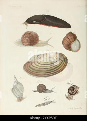 Porte-feuille Instructif et amusant pour la jeunesse, à Vienne, Chez Antoine Pichler, 1807, Naturgeschichte, Juvenile Works, Woods Hole, die Illustration zeigt eine Vielzahl von Weichtieren, die ihre unterschiedlichen Formen und Eigenschaften zeigen. Auf der Spitze ist eine große, lang gestreckte Meeresschnecke sichtbar, die ihren glatten Körper und ihre lebhafte Farbe entlang des Randes hervorhebt. Darunter befinden sich mehrere Arten von Schnecken, jede mit einzigartigen Schalenformen und -Mustern; die erste Schnecke zeigt eine gewickelte Schale mit gestreiftem Design, während die zweite eine glattere, abgerundete Schale aufweist. Eine Zweiventilschale Stockfoto