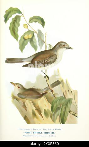 Einige nützliche australische Vögel, Sydney, W. A. Gullick, Govt. Drucker, 1921. Australien, wohltuende Vögel, Vögel, Eine detaillierte Darstellung der Graukrabbendrossel, einer in New South Wales heimischen Art, die ihre Besonderheiten zeigt. Der Vogel ist anmutig auf einem mit Blättern geschmückten Zweig dargestellt, während ein zweites Bild unten ihn in einer Höhle eines Baumstamms hervorhebt. Diese Art zeichnet sich durch ihr weiches graues Gefieder mit subtilen Variationen an Flügeln und Hals und einem warmen Braunton auf dem Rücken aus. Die Abbildung zeigt die Soor in einer natürlichen Umgebung und spiegelt sie wider Stockfoto