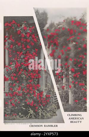 Beschreibendes Plattenbuch Newark, N.. Y, Knight & Bostwick, [19--], Kataloge, Kinderzimmer, Gartenbau, purpurpurroter rambler, Climbing American Beauty, Rosen – dieses elegante Design zeigt die Schönheit der Crimson Rambler Rose, die für ihre leuchtenden roten Blüten bekannt ist. Der linke Abschnitt bietet eine üppige Darstellung von Kletterrosen, die über ein malerisches Gitter kaskadieren und eine optisch atemberaubende und einladende Atmosphäre schaffen. Auf der rechten Seite wird der Reiz dieser besonderen Sorte als „Climbing American Beauty“ hervorgehoben, die ihre Popularität und ihren Charme im Gartenanbau unterstreicht. Die Gesamtkomposition reflektiert ein h Stockfoto