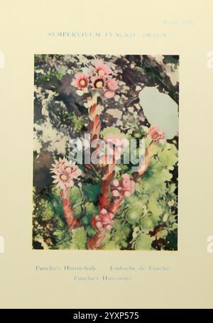 Sommerblumen der Hochalpen, London, Dent, 1910, Alpen, Bergpflanzen, Wildblumen, die Illustration zeigt eine Gruppe von Sempervivum Funckii, allgemein bekannt als Funcke's House-Lauch. Diese saftige Pflanze zeichnet sich durch Rosetten aus fleischigen Blättern aus, die oft rötlich gefärbt sind. Die Komposition betont die lebendigen Blüten der Pflanze, die auf kräftigen Stielen auftauchen und einen auffälligen Kontrast zu ihrem üppigen grünen Laub bilden. Die botanische Darstellung wird durch einen beschreibenden Titel ergänzt, der die wissenschaftliche Klassifizierung und verschiedene gebräuchliche Namen in mehreren Sprachen angibt. Stockfoto