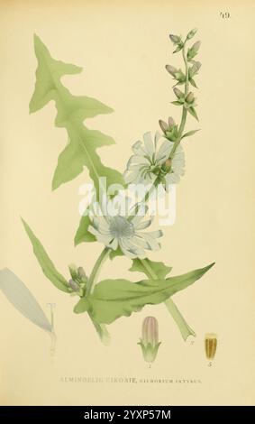 Billeder af Nordens Flora, København, G.E.C. Gad, 1901-1903 [d. h. 1907], Bildwerke, Pflanzen, Skandinavien, diese künstlerische Illustration zeigt die Zichorienpflanze (Cichorium intybus) mit ihren charakteristischen zerklüfteten Blättern und zarten blauen Blüten. Das detailreiche Rendering zeigt den schlanken Stiel, der Blütenbündel unterstützt und die einzigartige Blütenform und -Färbung unterstreicht. Neben der Hauptpflanze gibt es kleinere Abbildungen verschiedener Teile, einschließlich Blütenknospen und Samen, die als Referenz numerisch gekennzeichnet sind. Die Gesamtzusammensetzung betont die botanischen Merkmale der Pflanze, Stockfoto