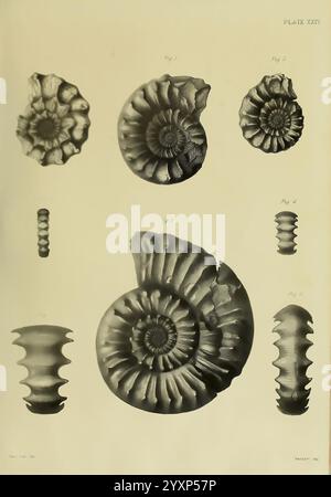 Monografie über die Lias Ammoniten der britischen Inseln, London, gedruckt für die Paläontographical Society, 1878-86, Ammonoidea, Großbritannien, Jurassic, Paläontologie. diese Illustration zeigt eine Reihe von Ammoniitfossilien, die ihre komplizierten und gewickelten Formen zeigen. Jedes Exemplar ist nummeriert und weist unterschiedliche Größen- und Gestaltungsvarianten auf, was die unterschiedliche Morphologie dieser ausgestorbenen Meereskopffüßer unterstreicht. Die detaillierten Gravuren zeigen die gerippten und spiralförmigen Strukturen, die für Ammoniten charakteristisch sind, wobei einige kunstvolle Muster und unterschiedliche Faltungsgrade aufweisen. Dies ist ein Hinweis Stockfoto