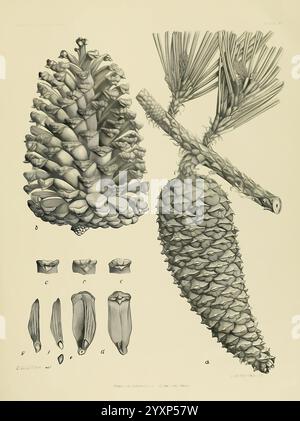 Die, Holz, Kiefern, von, die, Süden, USA, Washington, Regierung, Druck, aus, 1896, pinus, Süden, staaten, Holz, zeigt die Illustration verschiedene Stufen des Kiefernkegels der Pinus heterophylla-Art, zusammen mit detaillierten Darstellungen seiner Kegel und Samen. Auf der linken Seite wird ein großer, detailreicher Kiefernkegel angezeigt, der die strukturierten Skalen erfasst. Im Folgenden finden Sie kleinere Abbildungen der Segmente des Kegels, die ihre einzigartigen Formen hervorheben. Rechts zeigt eine vertikal ausgerichtete Ansicht eines Kiefernkegels seine gestreckte Form mit einzelnen Skalen, die akribisch gezeichnet sind. Ebenfalls notiert sind Stockfoto