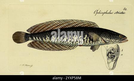 M. E. Blochii, Systema ichthyologiae iconibus CX illustratum v.2 Berolini, Sumtibus auctoris impressum et Bibliopolio Sanderiano commissum, 1801, Fish, Ichthyology, Fishes, Channa striata, Johann Friedrich Hennig, gestreifter Schlangenkopf, Ophicephalus striatus, diese Abbildung zeigt eine detaillierte Darstellung des Ophiocephalus striatus, auch als gestreifter Schlangenkopf bekannt. Der Fisch zeichnet sich durch seinen langgestreckten Körper, sein markantes Schuppenmuster und die markante Rückenflosse aus, die sich entlang des Rückens erstreckt. Die Abbildung betont die komplizierten Details seiner Anatomie, einschließlich der Flossenstr Stockfoto