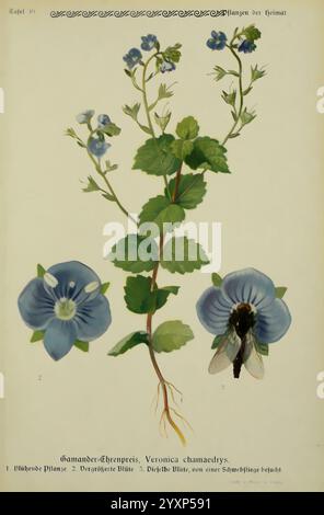 Pflanzen der Heimat Leipzig, Quelle und Meyer, 1913, Deutschland, Bildwerke, Pflanzen, der New York Botanical Garden, Veronica chamaedrys, die Illustration zeigt eine detaillierte Darstellung der Veronica chamaedrys, allgemein bekannt als Germander Speedwell. Die Pflanze verfügt über schlanke, belaubte Stämme, die mit kleinen, leuchtend blauen Blüten verziert sind, die akribisch beschriftet sind, um verschiedene Stufen und Ansichten hervorzuheben: Die voll blühende Pflanze, eine Nahaufnahme der Blütenknospen und eine Seitenansicht einer vollständig geöffneten Blüte. Zu den floralen Elementen gehört eine Illustration einer Biene, die wahrscheinlich den Importeur darstellt Stockfoto