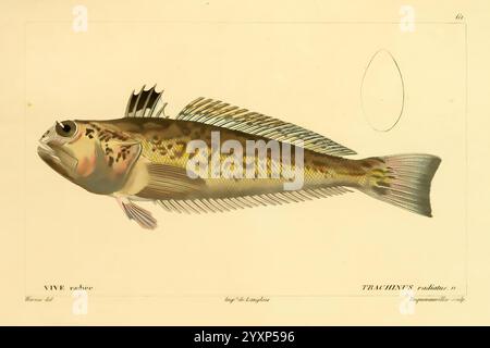 Histoire naturelle des Poissons, Paris, Chez F. G. Levrault, 1828-1849, Ichthyologie, Fishes, Trachinus radiatus, eine detaillierte Abbildung eines Fischs mit seinem langgestreckten Körper und seinen markanten Markierungen, die auf seine Art hinweisen. Die Lamellen werden deutlich sichtbar angezeigt, wodurch ihre Textur und Struktur hervorgehoben werden. Die Abbildung enthält ein wissenschaftliches Etikett mit Namen und Klassifizierung des Fisches. Eine leere ovale Form ist vorhanden, was auf das Potenzial für zusätzliche Details oder Anmerkungen hindeutet. Die Gesamtkomposition betont die Schönheit und Komplexität der Meereslebewesen und zieht die Aufmerksamkeit o auf sich Stockfoto