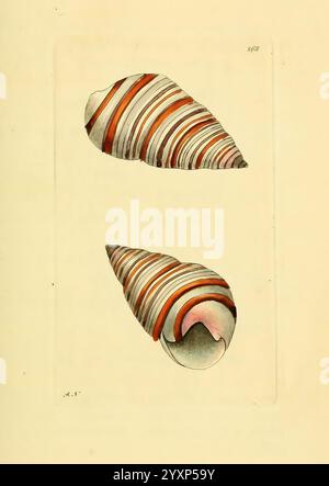 Beschreibungen und Illustrationen von Weichtieren, Weichtieren und Bildwerken. Diese Illustration zeigt zwei detailreiche Spiralschalen, die jeweils mit leuchtenden Streifen in Rot-, Orange- und Cremetönen verziert sind. Die Schalen, die sich teilweise überlappen, heben ihre glatten Texturen und eleganten Kurven hervor. Der Hintergrund bietet einen subtilen Kontrast, der die visuelle Attraktivität der Muscheln verstärkt und den Betrachter einlädt, die natürliche Schönheit und Komplexität der Meereslebewesen zu schätzen. Stockfoto