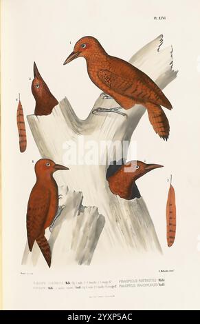 Monographie des picidés, ou Histoire naturelle des picidés, picumninés, yuncinés ou Torcols, Metz, Typ. De J. Verronnais, 1861-62, Vögel, Picidae, Bildwerke, die Abbildung zeigt vier markante Vögel auf einem verwitterten Baumstumpf, die sich durch ihr markantes rotbraunes Gefieder auszeichnen. Jeder Vogel wird in verschiedenen Posen dargestellt, die seine einzigartigen Merkmale hervorheben. Zwei Vögel stehen deutlich auf dem Stumpf, während die anderen auf der Seite stehen, wobei ein Vogel neugierig nach vorne blickt. Zarte Details betonen die Textur ihrer Federn und die Körnung des Holzes, Creati Stockfoto