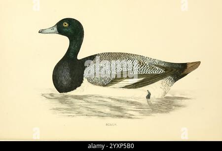 Eine Geschichte britischer Vogel1863-1866? Großbritannien, Birds, Aythya Marila, Eine detaillierte Abbildung eines Sölpels, die seine Besonderheiten zeigt. Der Vogel ist im Profil dargestellt, was seinen abgerundeten Körper und seinen eleganten Hals hervorhebt. Der Kopf ist überwiegend dunkel mit einem auffälligen gelben Auge, was einen scharfen Kontrast zu den helleren Tönen des Körpers schafft. Das Gefieder zeigt komplizierte Muster mit einer Mischung aus Grau- und Schwarztönen, die sich elegant in das schillernde grünlich-schwarze auf Kopf und Rücken einfügen. Die Flügel sind teilweise verlängert und zeigen zusätzliche Textur und Details, während die Ente Stockfoto