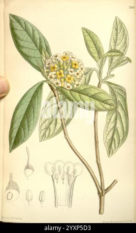 Curtis's Botanical Magazine, London, New York, botanische Illustration, Botanik, Zeitschriften, Bildwerke, Pflanzen-Zierwerke, Matilda Smith, Frauen in der Wissenschaft, diese Abbildung zeigt eine detaillierte botanische Studie einer blühenden Pflanze mit einer komplizierten Anordnung von Blättern und Blüten. Der Hauptstamm trägt mehrere längliche, grüne Blätter mit ausgeprägten Adern. Oben ist eine Gruppe von kleinen, cremefarbenen Blumen mit gelben Staubblättern abgebildet, die ihre zarten Merkmale hervorheben. Unter dem Hauptbild befinden sich zusätzliche Skizzen, die verschiedene Teile der Anlage darstellen Stockfoto