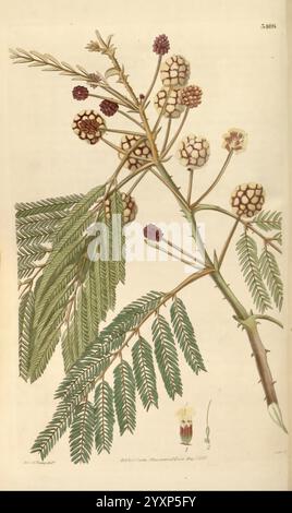 Curtis botanisches Magazin. London, New York, Botanik, Zeitschriften, Bildwerke, Curtis, diese botanische Illustration zeigt eine detaillierte Darstellung einer blühenden Pflanze mit einem aufwändig verzweigten Stamm, der mit üppigen, farnähnlichen Blättern verziert ist. Die Blätter zeichnen sich durch eine Reihe von gefiederten Faltblättern aus. Inmitten des Laubs befinden sich Gruppen von runden, stacheligen Blütenknospen, die in verschiedenen Braun- und Cremetönen dargestellt sind und dem Grün einen lebendigen Kontrast verleihen. Im unteren Teil des Stängels ist eine zarte Blume zu sehen, die komplizierte Detai zeigt Stockfoto