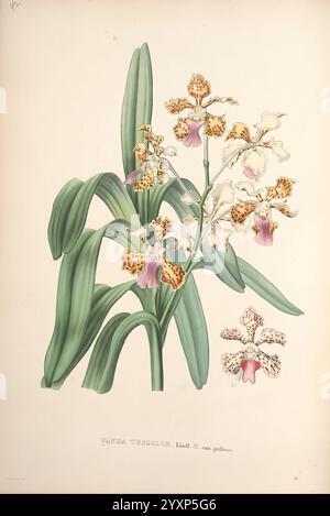Pescatorea, Bruxelles, M. Hayez, 1860, Orchidaceae, die Illustration zeigt eine lebendige Darstellung von Yanda Tricolor, die mehrere Blumen mit einzigartigen Mustern zeigt. Jede Blüte weist komplizierte Markierungen in Gelb- und Brauntönen auf, ergänzt durch zarte violette und weiße Segmente. Die üppig grünen Blätter bilden eine reiche Kulisse und betonen die Schönheit der Orchideen. Diese botanische Studie hebt die Eleganz und Vielfalt der Arten hervor und betont sowohl die blumigen Details als auch die Gesamtstruktur der Pflanze. Die Komposition verbindet natürliche Elemente mit künstlerischer Darstellung, Invit Stockfoto