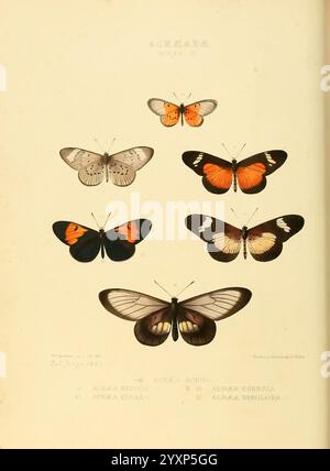 Illustrationen von neuen Arten exotischer Schmetterlinge, London, John Van Voorst, 1856-1876, Schmetterlinge, schmetterlinge, Speziation, Bildwerke, geografische Verteilung, Acraea cerasa, Acraea esebria, Acraea necoda, Taxonomie: trinomial = actinote stratoni cepha, die Illustration zeigt eine Sammlung von Schmetterlingen in vertikaler Anordnung, die mit ihren wissenschaftlichen Namen gekennzeichnet sind. An der Spitze befinden sich zwei elegante Arten mit zarten Flügelmustern – eine mit komplizierten dunklen Markierungen und die andere mit helleren Tönen. Unter ihnen zeigen drei Schmetterlinge leuchtende orange und schwarze Farben, hoch Stockfoto