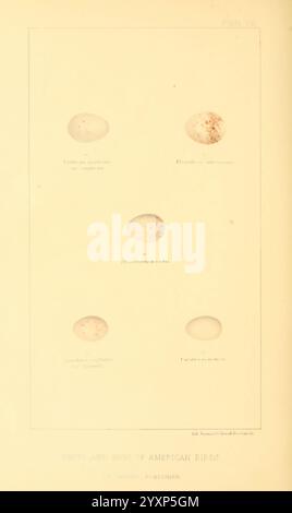 Nester und Eier von American Birds Parts 1-7 Salem Mass S.E. Cassino [c1880] Birds Eies North America Nests Excellent, Eine Sammlung von fünf Vogeleiern in einer ordentlichen Anordnung. Jedes Ei ist mit dem jeweiligen Artennamen gekennzeichnet, was die Vielfalt der Farbgebung und der Fleckmuster verdeutlicht. Das erste Ei, das **Culicivora marshi** zugeschrieben wird, weist eine glatte Oberfläche mit einem subtilen gesprenkelten Aussehen auf. Der zweite, der zu **Heliobletus huttonianus** gehört, weist eine ausgeprägtere Färbung auf. Das dritte Ei, gekennzeichnet als **Thryothorus bewickii**, weist deutliche Markierungen auf Stockfoto