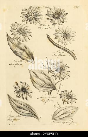 Das Gemüsesystem London wurde auf Kosten des Autors gedruckt und von R. Baldwin, 1759–1763, verkauft. Botanik Pictorial Works, Eine botanische Studie mit verschiedenen Illustrationen von Sonnenblumen, die ihre besonderen Eigenschaften zeigen. Die Seite enthält mehrere Darstellungen von Sonnenblumenblüten in verschiedenen Formen, wie eine breite, glatte Blume und eine lange, schlanke Variante. Es gibt auch detaillierte Skizzen der Blätter, die mit diesen Sonnenblumen assoziiert sind, die ihre Formen und Texturen veranschaulichen, die eindeutig mit entsprechenden Buchstaben beschriftet sind. Die Anordnung hebt die Vielfalt innerhalb des hervor Stockfoto