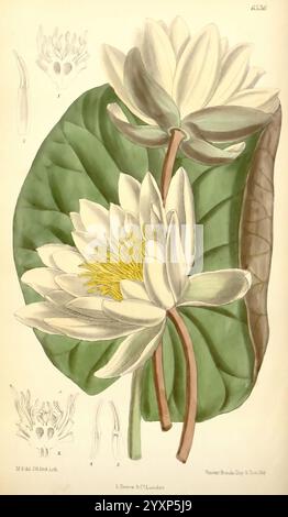 Curtis's Botanical Magazine London, New York Botanical Illustration Botanical Periodicals Pictorial Works Plants Ornamental Curtis Matilda Smith Women in Science Matilda Smith Nymphaea tuberosa Nymphaea Odorata Taxonomy: Family = Nymphaeaceae Water Lily, die Illustration zeigt zwei prächtige Seerosen, die ihre zarten weißen Blüten und leuchtenden gelben Zentren zeigen. Diese Blüten ruhen anmutig auf breiten, grünen Blättern, die feine Details ihrer Oberflächenstruktur aufweisen. Neben der wichtigsten Blumendarstellung gibt es Diagramme der anatomischen Strukturen der Blume, die verschiedene hervorheben Stockfoto