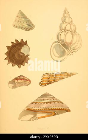 Schön, Muscheln, 1856, Muscheln, die Illustration zeigt eine Sammlung aufwändig gestalteter Muscheln, die jeweils einzigartige Muster und Formen zeigen. Die Schalen sind als Referenz nummeriert, wobei die erste Schale eine spiralförmige Form zeigt, die mit leuchtenden Bändern verziert ist. Die zweite Schale ähnelt einem glatten, langgestreckten Kegel, während die dritte eine wunderschön gewundene Struktur mit kunstvollen Details zeigt. Die vierte Schale besticht durch ihre robuste Textur und markante Grate. Die fünfte, eine kompaktere, dreieckige Schale, weist eine allmähliche Verjüngung auf, und die sechste hat eine elegant geschwungene Scha Stockfoto