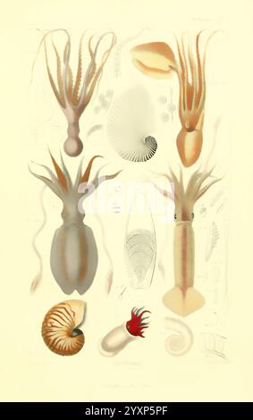 Les Mollusques, Paris, J. B. Baillière, 1868, Mollusken, Klassifizierung, eine komplizierte wissenschaftliche Illustration, die verschiedene Meereskopffüßer und Weichtiere zeigt. Die Zusammensetzung enthält detaillierte Darstellungen verschiedener Arten, einschließlich Tintenfische und Tintenfische, die jeweils mit ihren entsprechenden Nummern gekennzeichnet sind. Diese zentralen Figuren umgeben von Muscheln und anatomischen Strukturen, die die Vielfalt der Meereslebewesen veranschaulichen. Die akribischen Linien und Schattierungen unterstreichen die Einzigartigkeit jedes Organismus, geben Einblicke in seine Formen und Lebensräume und spiegeln die künstlerischen e wider Stockfoto