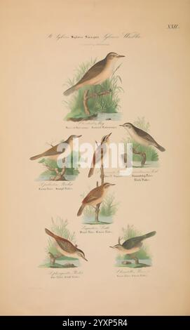 Danmarks Fugle, beskrevne, Kjøbenhavn, Forfatterens Forlag, 1851-1852, Vögel, Dänemark, Skandinavien, Färöer, Bildwerke, Acrocephalus schoenobaenus, Acrocephalus palustris, Sumpfkraut, Acrocephalus scirpaceus, eurasischer Schilfkraut, Seggenkraut, Acrocephalus paludicola, Acrocephalus arundinaceus, Wasserkraut, Blyth's Schilfkraut, Acrocephalus Dumetorum, Taxonomie, großer Schilfkälber, diese Illustration zeigt eine Vielzahl von singvogelarten, die in einer natürlichen Umgebung dargestellt werden, wobei jeder Vogel zwischen grünem Gras und Laub thront. Das Arrangement zeigt sechs verschiedene Typen Stockfoto