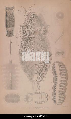 Die Naturforscher-Bibliothek, Edinburgh, W. H. Lizars usw. 1833, Insekten, Insekten, Entomologie, diese Abbildung zeigt eine detaillierte anatomische Untersuchung eines Flohs und hebt dessen Kreislauf- und Atmungssystem hervor. Verschiedene beschriftete Abschnitte enthalten die Struktur des Körpers und zeigen Komponenten wie Kopf, Thorax und Abdomen. Die begleitenden Beschriftungen geben Einblicke in spezifische anatomische Merkmale, einschließlich der Anordnung der Muskeln und der Atemorgane. Das Gesamtlayout ist wissenschaftlich und zielt darauf ab, die Zuschauer über die komplexe Biologie dieses parasitären Insekts zu informieren. Stockfoto