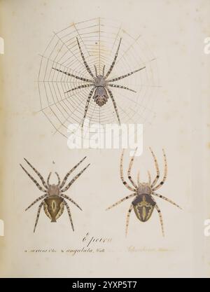 Monographia Aranearum = Monographie der Spinnen, Nürnberg, Lechner, [182, MuseumsVictoria, Spinnen, Spinnen, Arachniden, Arachnida, Epeira sericea, Aculepeira armida, Epeira angulata, Araneus angulatus, Araneus circe, Sericea, Argiope, Lobata, Epeira, Angulata, Araneus, Angulatus, Schreibersii, Circe, Araneae, die Illustration zeigt eine detaillierte Darstellung der Art *Epeira*, die eine Spinne und ihr kompliziertes Netz zeigt. In der Mitte befindet sich die Rückenansicht der Spinne, die ihre charakteristische Körperform und Markierungen hervorhebt. Dieses zentrale Bild wird von zwei zusätzlichen Ansichten flankiert: Einer zeigt eine Nahaufnahme o Stockfoto