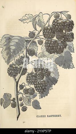 Dreer's Garden Calendar 1868 Philadelphia, Pa, Henry A. Dreer, 1868 Kataloge Blumen Gartenarbeit Henry A. Dreer Firm Baumschule Stock Seeds Clark's Raspberry Garden Stories in Bloom Rubus idaeus Red Himberry, Eine botanische Illustration, die eine detaillierte Darstellung der Clarke Himbeerpflanze zeigt. Mehrere Gruppen reifer Himbeeren hängen an einem robusten Stiel, umgeben von üppigen, detailreichen Blättern. Die Gesamtkomposition unterstreicht die verschiedenen Entwicklungsstadien der Früchte, von unreifen grünen Beeren bis hin zu prallen, saftig roten Beeren. Diese Abbildung dient sowohl als Referenz für die Ausbildung als auch als Referenz Stockfoto