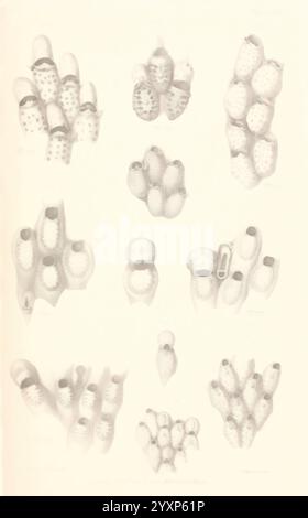 Eine Geschichte der britischen Marine Polyzoa, London, J. Van Voorst, 1880, Bryozoa, diese Abbildung zeigt eine Reihe detaillierter botanischer Studien, die verschiedene Arten von Seeigeln darstellen. Die Anordnung umfasst eine Vielzahl von Formen und Strukturen, die die komplizierten Muster und Texturen ihrer Schalen hervorheben, wobei jede Figur als Referenz nummeriert wird. Die abgebildeten Exemplare betonen die einzigartigen morphologischen Merkmale wie Dornen, Muster und Öffnungen und geben Einblicke in ihre Klassifizierung und biologische Vielfalt. Die wissenschaftliche Präsentation deutet auf einen historischen Kontext hin, wahrscheinlich auf RO Stockfoto