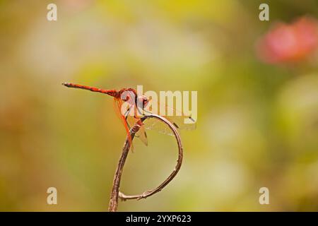 Rotgeädertes Dropwing Trithemis arteriosa 16286 Stockfoto