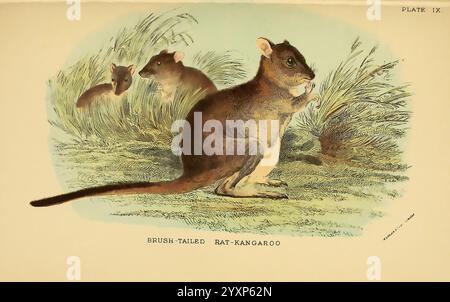 Ein Handbuch zu den marsupialia und Monotremata, London, E. Lloyd, 1896, Beuteltiere, Monotremes, Bettongia penicillata, Bettongia penicillata, Brush-tail Rattenkänguru, Australien, Australien, Woylie, Brush-Tail Bettong, Richard Lydekker, Ein gebürsteter Rattenkänguru wird in einer natürlichen Umgebung dargestellt und zeigt seine unverwechselbaren Merkmale. Die Kreatur befindet sich im Vordergrund und zeigt ihr graubraunes Fell und große, abgerundete Ohren. Der lange, buschige Schwanz dreht sich dahinter und hilft, seinen beweglichen Körper auszugleichen. Im Hintergrund sind zwei weitere Rattenkängurus zu sehen, teilweise ob Stockfoto