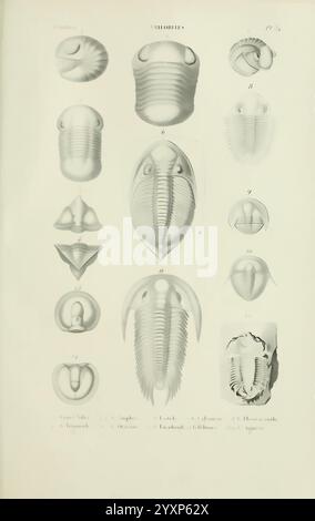 Histoire naturelle des crustacés, Paris, Librairie encyclopédique de Roret, 1834-1840. Anatomie, Crustacea, Physiologie, Schaaldieren, Taxonomie, diese Abbildung zeigt eine Vielzahl von Trilobiten-Arten, die ihre besonderen anatomischen Merkmale hervorheben. Jede Probe ist sorgfältig mit entsprechenden Buchstaben und Zahlen gekennzeichnet, was eine detaillierte Referenz für wissenschaftliche Studien darstellt. Die angeordneten Figuren zeigen verschiedene Ansichten, einschließlich dorsaler und ventraler Aspekte, und betonen die komplexe Segmentierung und morphologischen Merkmale, die für Trilobiten typisch sind. Das Layout schlägt eine systematische cla vor Stockfoto