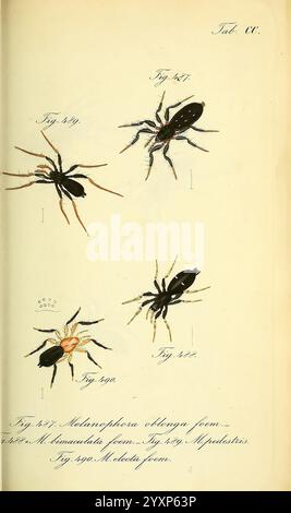 Die Arachniden, Nürnberg, in der C. H. Zeh'schen Buchhandlung, 1831-1848, Arachnida, zeigt die Abbildung eine Vielzahl von Spinnenarten, die jeweils aufwändig detailliert und zur Identifizierung gekennzeichnet sind. Die Figuren umfassen vier charakteristische Spinnen, die verschiedene Körperformen, Muster und Eigenschaften demonstrieren. Jede Probe ist als Referenz nummeriert, um ihre einzigartigen Merkmale hervorzuheben. Zusätzlich enthält der beschreibende Text unter jeder Abbildung wissenschaftliche Namen und Notizen zu ihren Klassifizierungen, was zu einer pädagogischen Erforschung der Arachnologie beiträgt. Das Layout deutet auf eine systematische stu hin Stockfoto