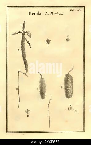 Joseph Pitton de Tournefort, Institutiones rei herbariae, Parisiis, E Typographia Regia, 1700-[1703], Botanik, prälinneanische Werke, Eine detaillierte Illustration, die verschiedene Teile der Birke (Betula) darstellt, die für Bildungszwecke gekennzeichnet ist. Die Elemente umfassen Stockfoto