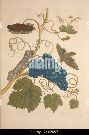 Metamorphosis insectorum surinamensium. Amsterdam, voor den auteur, als ook von G. Valck,[1705]. Botanik, Insekten, Bildwerke, Suriname, Frauen in der Wissenschaft, Trauben, Motte, Obst, Früchte, Entomologie, Insekten, Kokons, Kokons, Raupen, Maria Sibylla Merian, 7, prälinneanische Werke, Gaudy Sphinx Moth, Eumorpha labruscae, schwarze Weinrebe, Vitis vinifera, Maria Sibylla Merian, q62530, q62530., eine detaillierte botanische Illustration zeigt eine üppige Ansammlung reifer blauer Trauben, die ihre pralle Form und leuchtende Farbe zeigen. Die Weinrebe hüllt sich elegant, mit zarten Ranken, die eine komplizierte Note verleihen Stockfoto