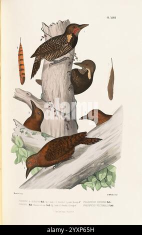 Monographie des picidées, ou Histoire naturelle des picidés, picumninés, yuncinés ou Torcols, Metz, Typ. De J. Verronnais, 1861-62, Vögel, Piziden, Bildwerke, diese Abbildung zeigt eine Auswahl verschiedener Spechte, die auf und um einen verwitterten Baumstamm thront. Im Fokus stehen detaillierte Darstellungen ihrer charakteristischen Gefieder-Muster und -Farben, die ihre einzigartigen Merkmale hervorheben. Unter ihnen sind lebendige Markierungen und Texturen dargestellt, die ihre natürlichen Anpassungen für die Nahrungssuche zeigen. Das umgebende Laub fügt ein Element des Realismus hinzu und betont ihren Lebensraum. Zusätzlich Stockfoto